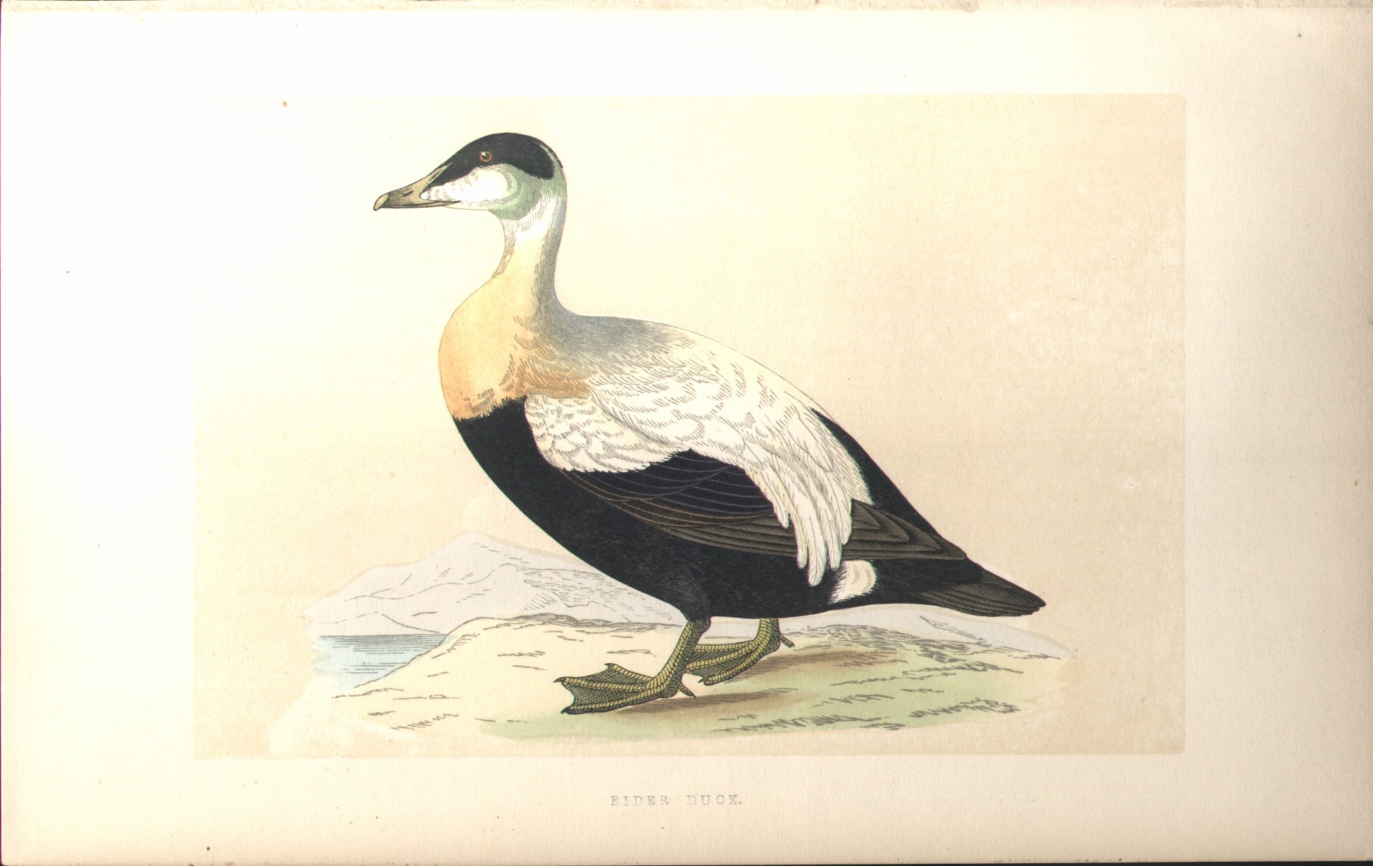 Wood - Eider Duck - Fawcett